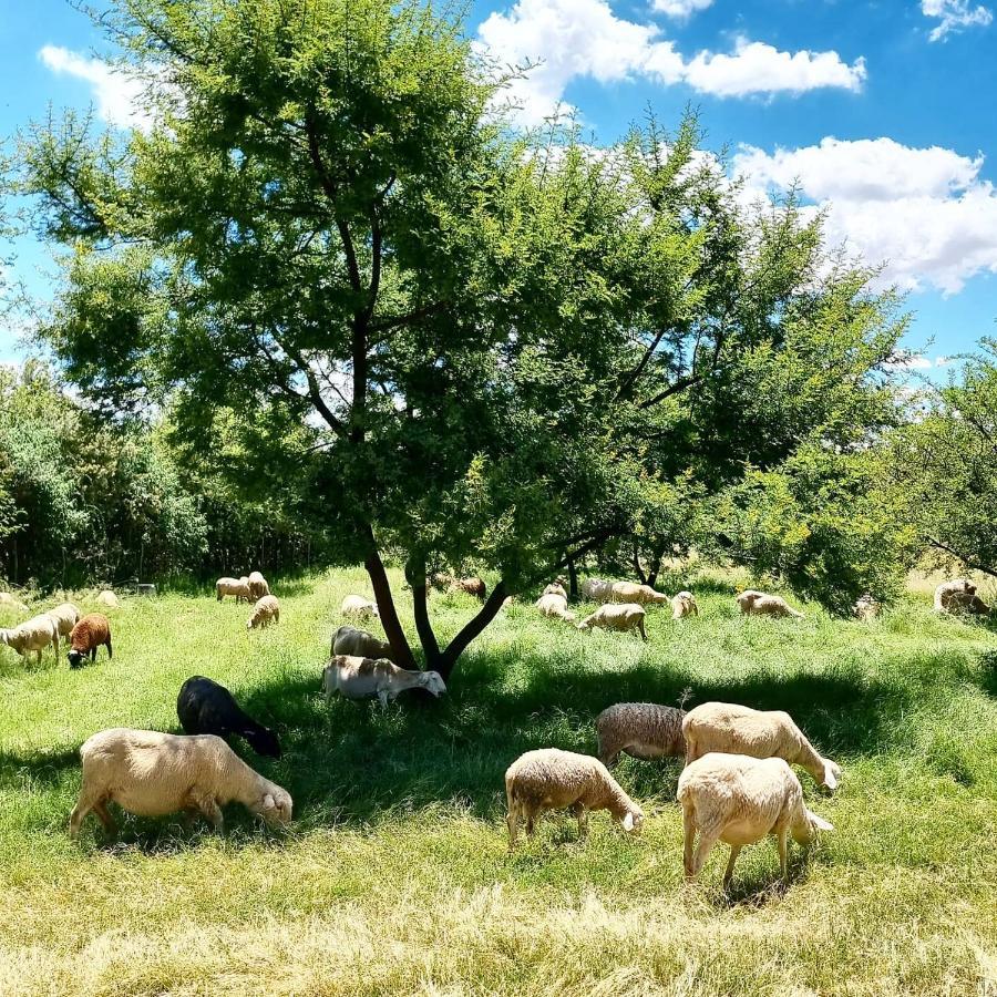 Bed and Breakfast Liedjiesbos Urban Olive Farm Bloemfontein Esterno foto